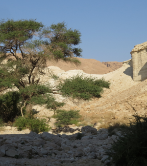 מסלול מדברי מים סוף לים המלח